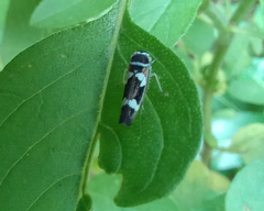 Macugonalia leucomelas