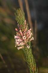 Erica viscaria