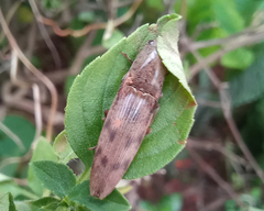 Conoderus fuscofasciatus