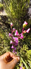 Disperis tysonii