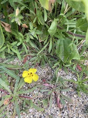 Camissoniopsis