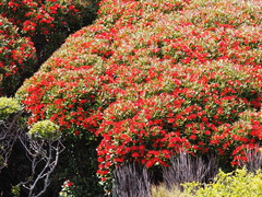 Metrosideros umbellata