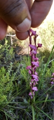 Disperis tysonii
