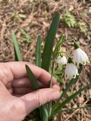 Leucojum