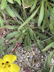 Camissoniopsis