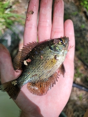 Centrarchus macropterus