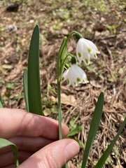 Leucojum