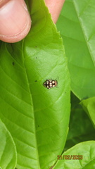 Oedionychina