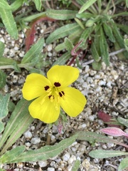 Camissoniopsis