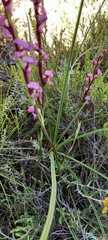 Disperis tysonii