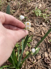Leucojum
