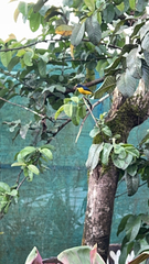 Euphonia laniirostris