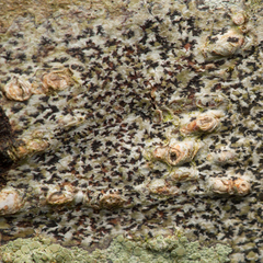 Arthonia radiata