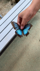 Morpho helenor