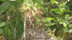 Trichonephila clavipes