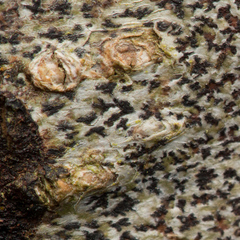 Arthonia radiata