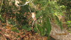 Trichonephila clavipes