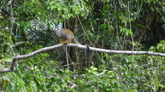 Saimiri sciureus