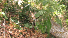 Trichonephila clavipes