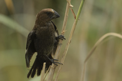 Amblyospiza albifrons