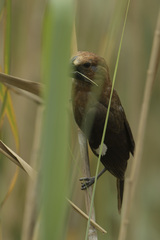 Amblyospiza albifrons