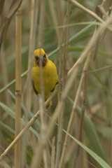 Ploceus xanthopterus
