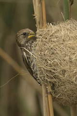Amblyospiza albifrons