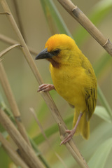 Ploceus xanthopterus