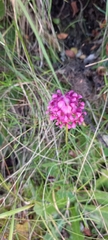Trifolium burchellianum