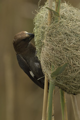 Amblyospiza albifrons