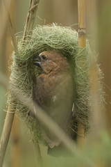 Amblyospiza albifrons