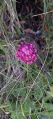 Trifolium burchellianum