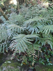 Pteris incompleta