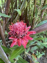 Etlingera elatior