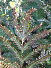 Pteris incompleta