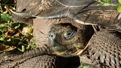Chelonoidis niger porteri