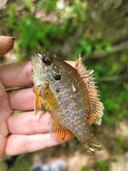 Lepomis marginatus