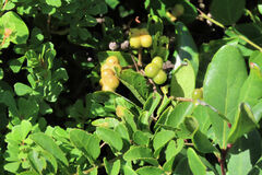 Grewia occidentalis occidentalis