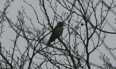 Turdus viscivorus