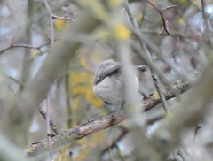 Poecile palustris