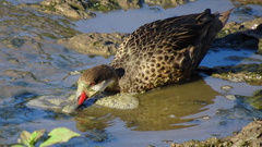 Anas bahamensis galapagensis