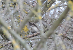 Poecile palustris