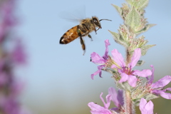 Apis mellifera