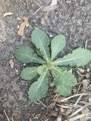 Sonchus asper