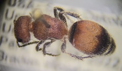 Pseudomethoca propinqua