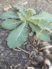 Sonchus asper