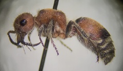 Pseudomethoca propinqua