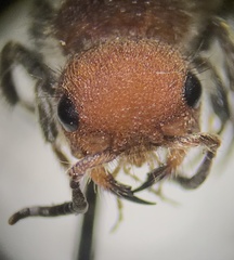 Pseudomethoca propinqua