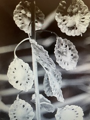 Thysanocarpus curvipes