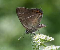Satyrium w-album